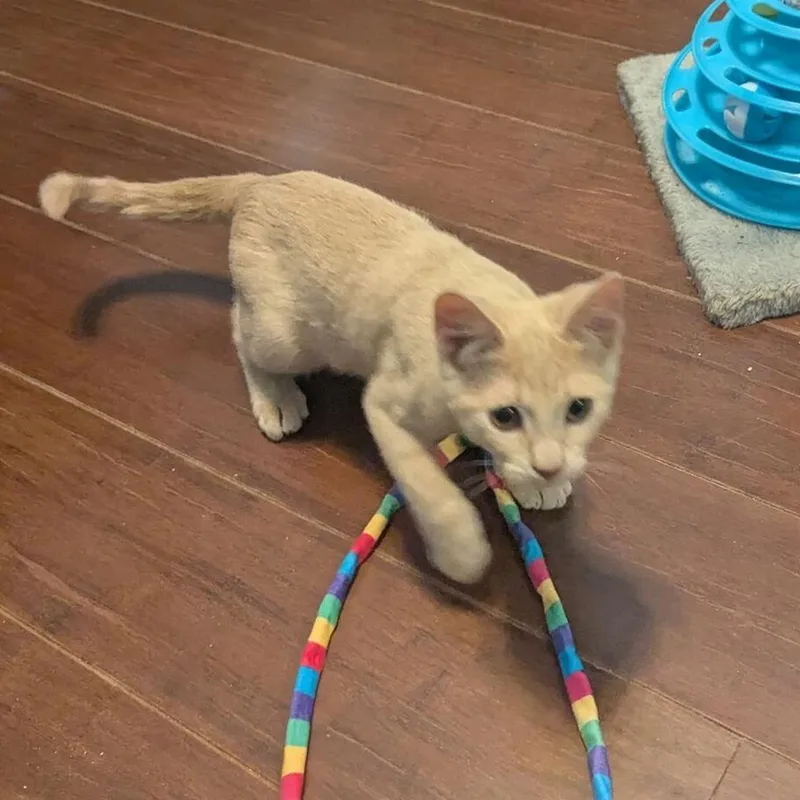 A baby small-sized male Cream / Ivory Domestic Short Hair cat named Frack for adoption in Las Vegas, NV