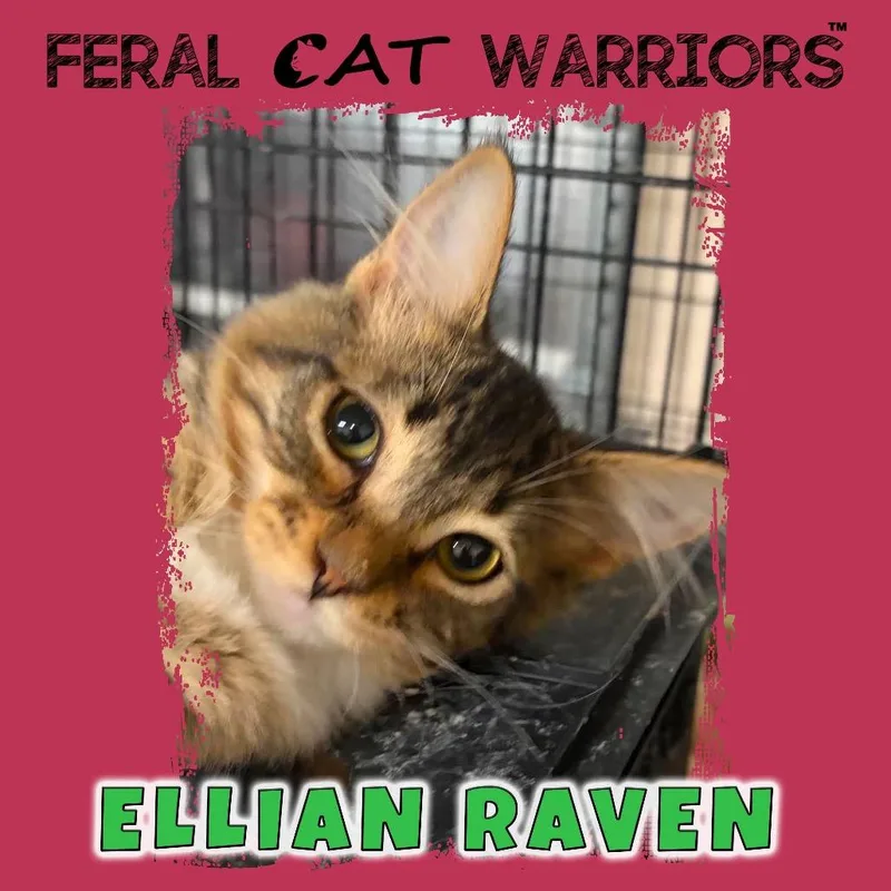 A baby small-sized male Brown / Chocolate Domestic Medium Hair cat named Ellian Raven for adoption in Kingman, AZ