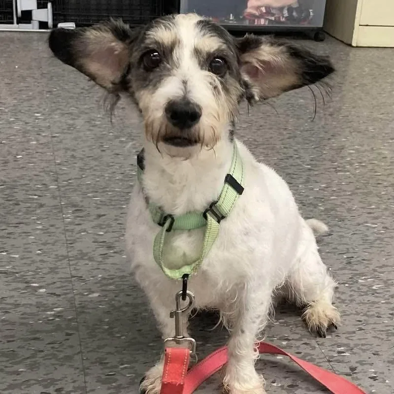 A senior small-sized female White / Cream Standard Schnauzer dog named Fifi for adoption in Syracuse, NY
