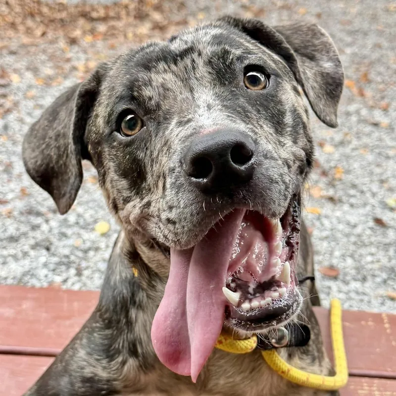 A young medium-sized female Gray / Blue / Silver Mixed Breed dog named Chai Tea for adoption in Asheville, NC