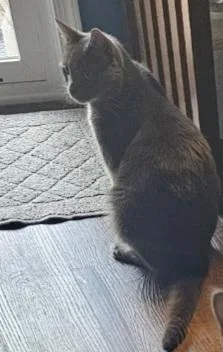 Frankie