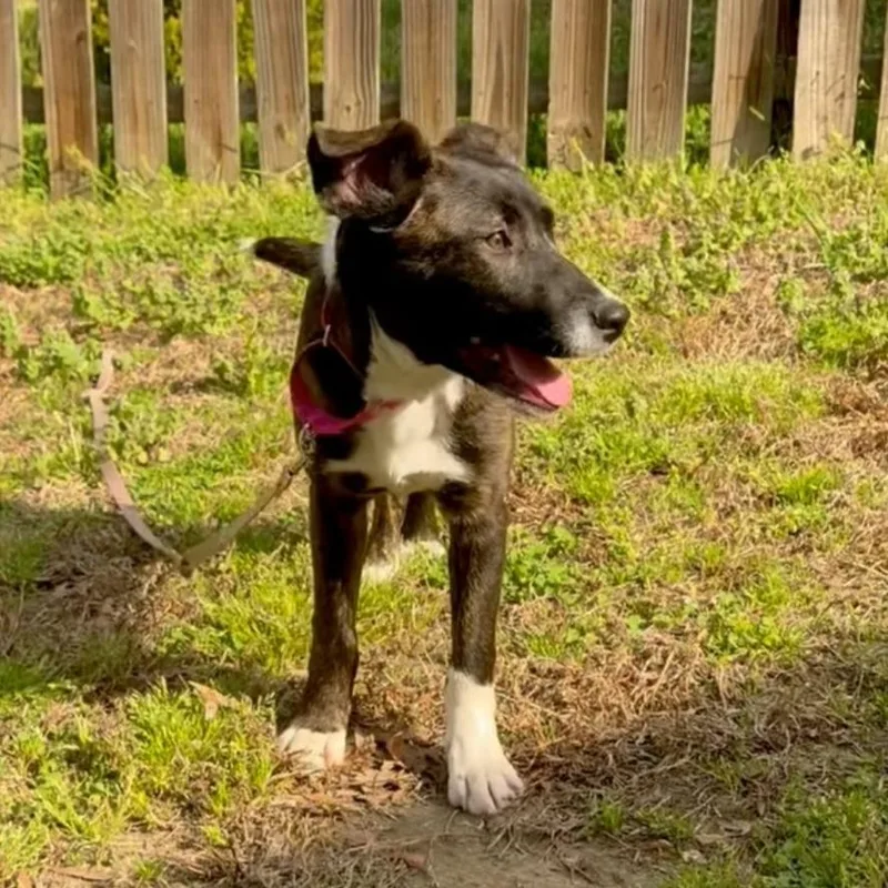 A baby small-sized female Brindle Mixed Breed dog named Lisa for adoption in Fredericksburg, VA