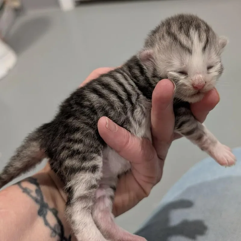 A baby small-sized male Gray / Blue / Silver Persian cat named Alvin for adoption in CHANUTE, KS
