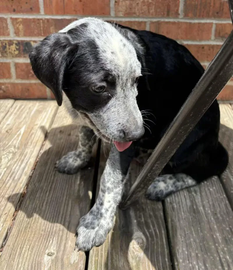 A baby medium-sized female Black Australian Cattle Dog / Blue Heeler dog named Tab for adoption in Watertown, CT