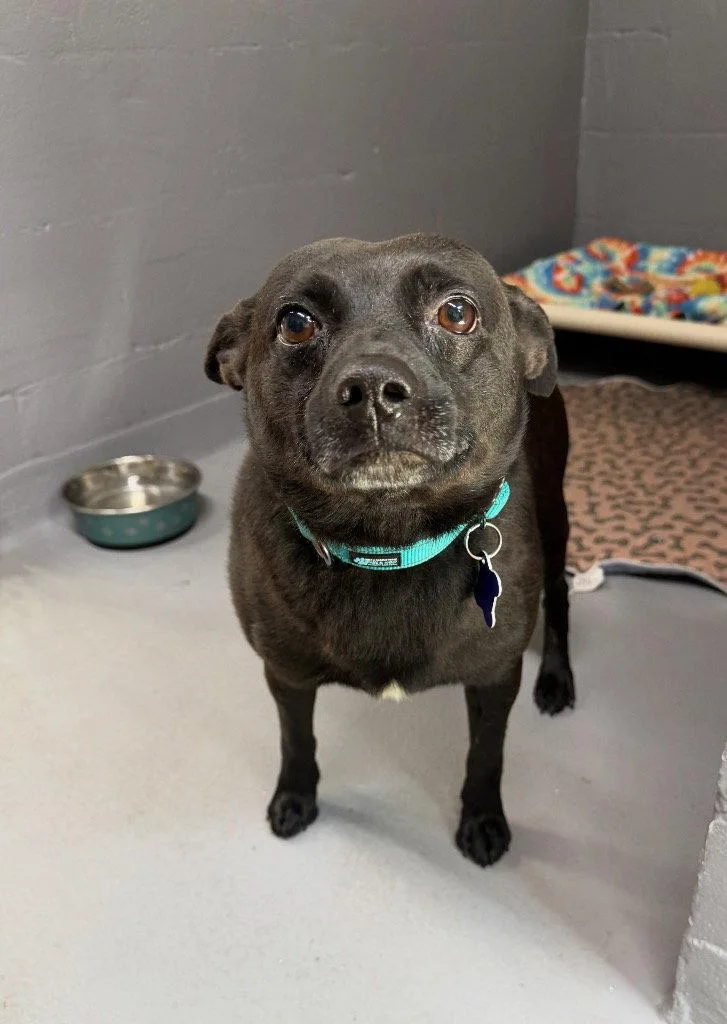 An adult small-sized male Schipperke dog named Remy for adoption in Ellijay, GA