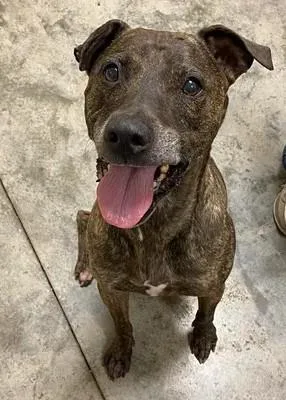 An adult large-sized female Terrier dog named Benjamin Button for adoption in Lampasas, TX