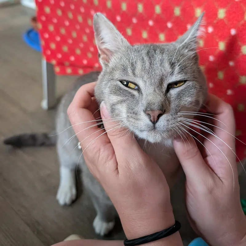 A young medium-sized male Tabby (Gray / Blue / Silver) Domestic Short Hair cat named Barbossa for adoption in Waynesville, NC