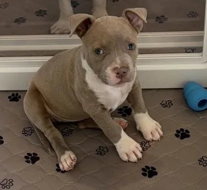 A baby small-sized female Pit Bull Terrier dog named Lana for adoption in Honolulu, HI