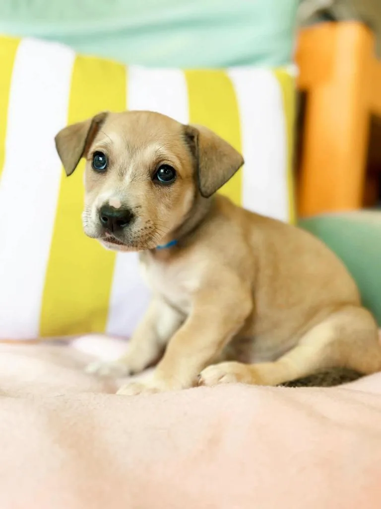 A baby medium-sized female Pit Bull Terrier dog named Mozzerella for adoption in Effingham, IL