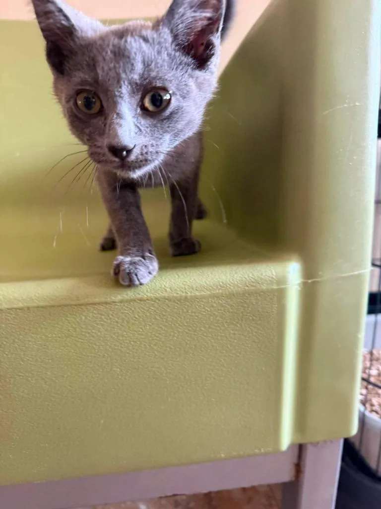 A baby medium-sized male Domestic Short Hair cat named Scoopy for adoption in Ashland, WI