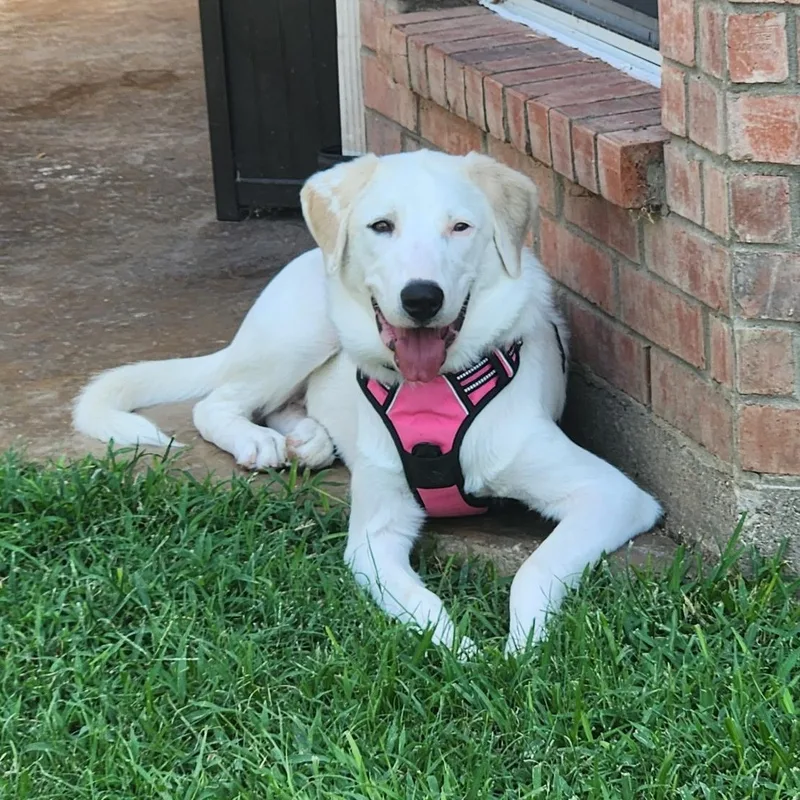 A baby large-sized female Great Pyrenees dog named Patch for adoption in Krum, TX