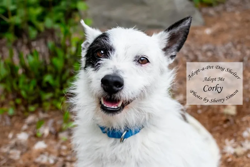 A senior medium-sized male White / Cream Parson Russell Terrier dog named Corky for adoption in Shelton, WA