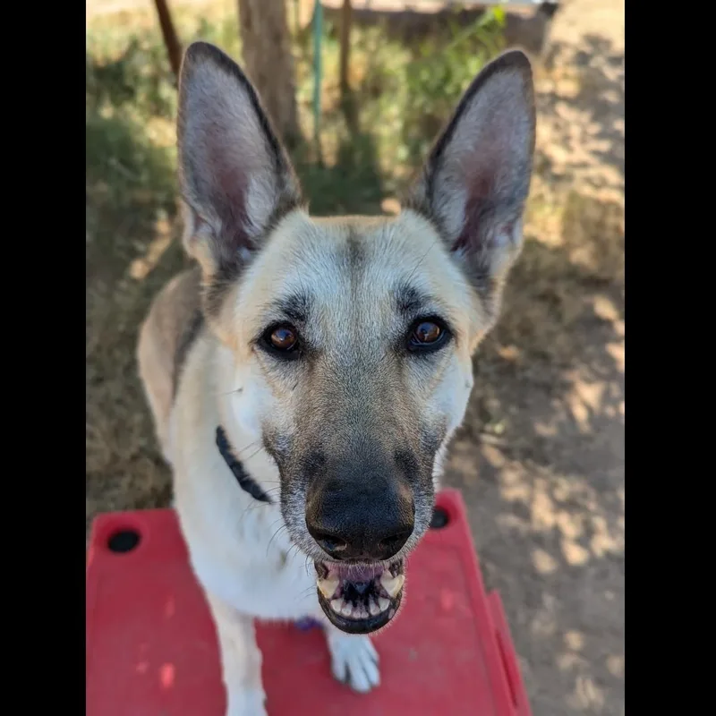 A senior large-sized female Sable German Shepherd Dog dog named Lola for adoption in Phoenix, AZ
