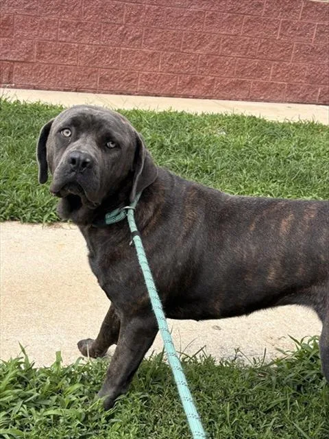 A young large-sized female Cane Corso dog named Daisy for adoption in Upper Marlboro, MD