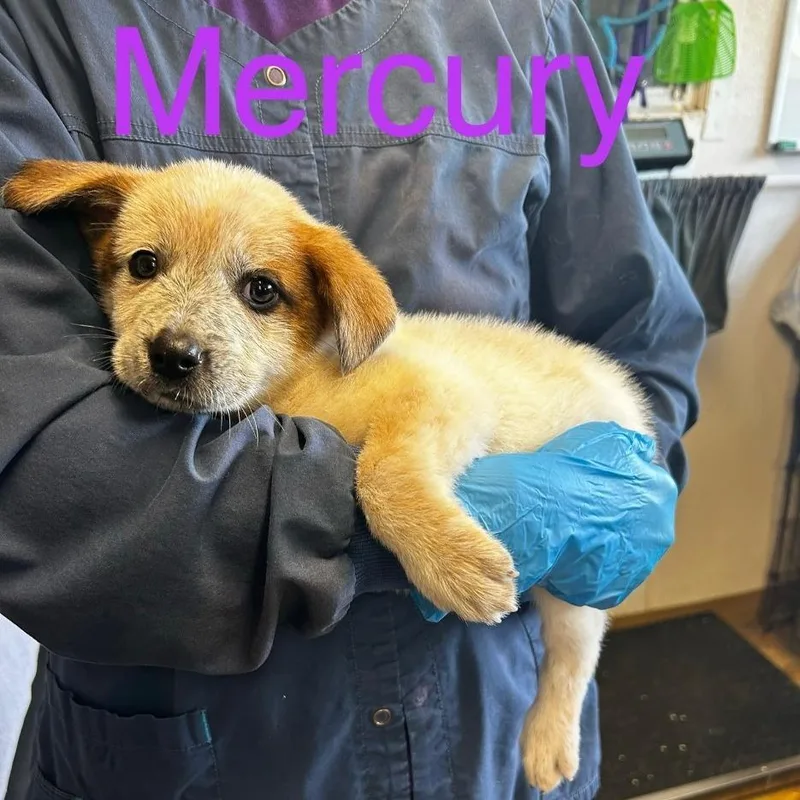 A baby small-sized female Yellow / Tan / Blond / Fawn Mixed Breed dog named Mercury for adoption in Grand Rapids, MI