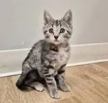 A baby medium-sized female Domestic Short Hair cat named Yarn for adoption in Woodstock, IL