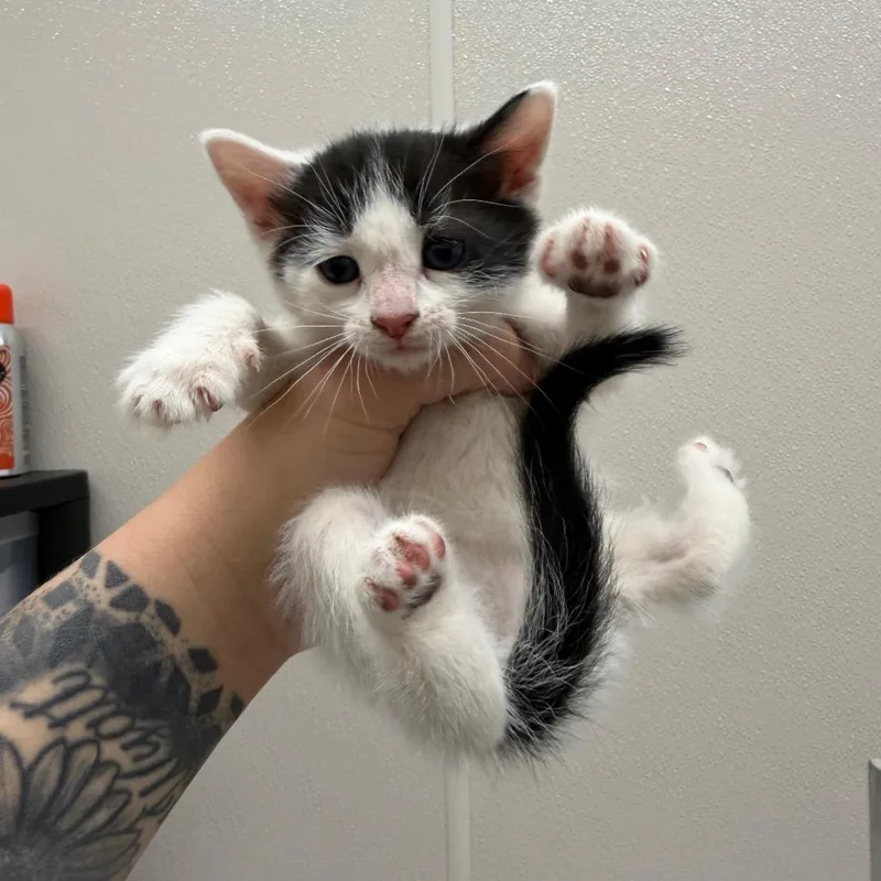 A baby small-sized female Black Domestic Short Hair cat named Hunter for adoption in Morganton, NC