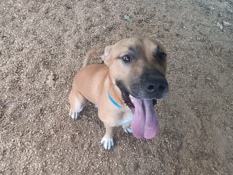 An adult medium-sized male Mixed Breed dog named Arthur for adoption in North Little Rock, AR