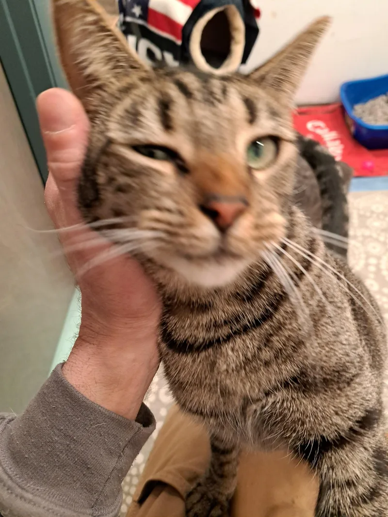 An adult large-sized male Domestic Short Hair cat named Skittles for adoption in New Kensington, PA