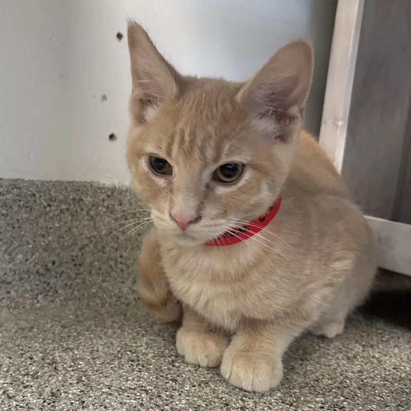 A baby small-sized male Buff / Tan / Fawn Domestic Short Hair cat named Scooter for adoption in Naperville, IL