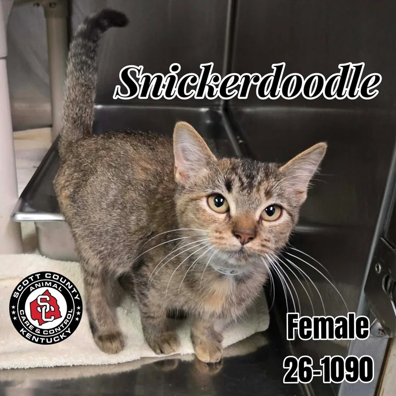 A baby small-sized female Domestic Short Hair cat named Snickerdoodle for adoption in Georgetown, KY