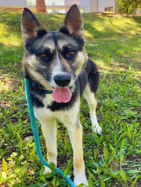 An adult medium-sized male Tricolor (Brown, Black, & White) German Shepherd Dog dog named Dex for adoption in Pleasant Grove, CA