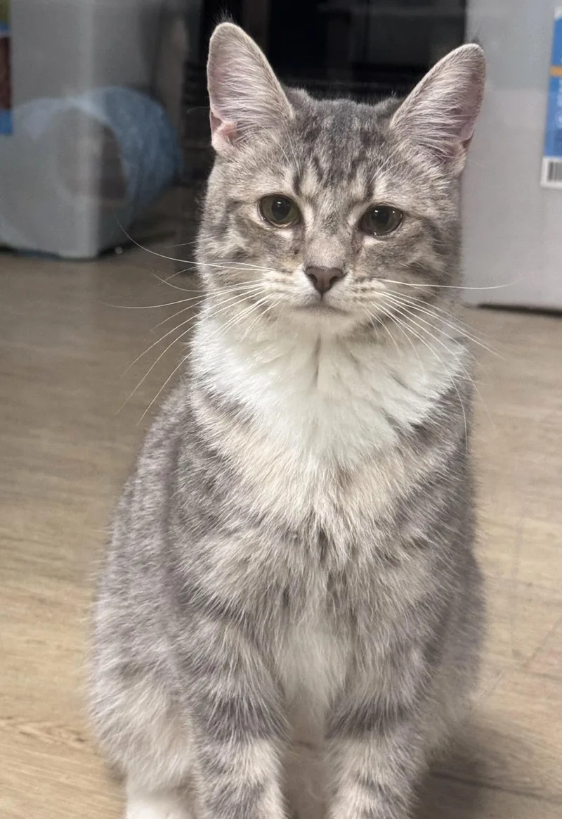 A young medium-sized female Tabby (Gray / Blue / Silver) American Shorthair cat named Lovebug for adoption in Scottsburg, IN