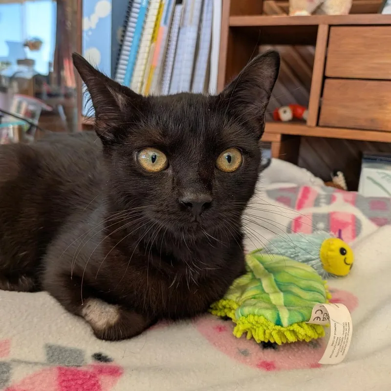A baby small-sized male Black Domestic Short Hair cat named Phoenix for adoption in Port Richey, FL