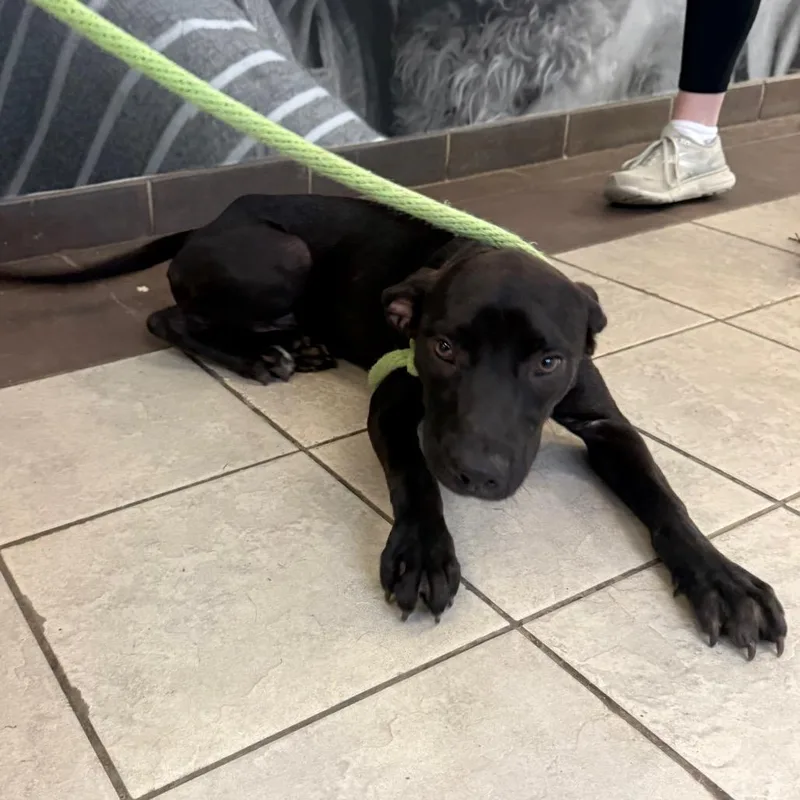 A young medium-sized male Black Mixed Breed dog named Nash for adoption in Columbus, GA