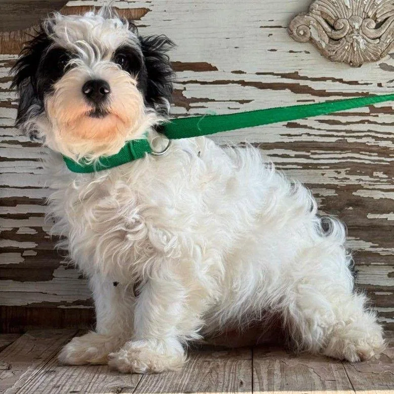 A young small-sized male Black Shih Tzu dog named Oliver for adoption in Carrollton, TX