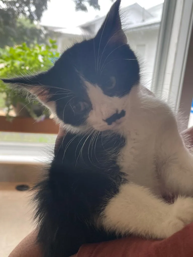 A baby small-sized male Domestic Short Hair cat named Mickymoustache for adoption in Westfield, NY