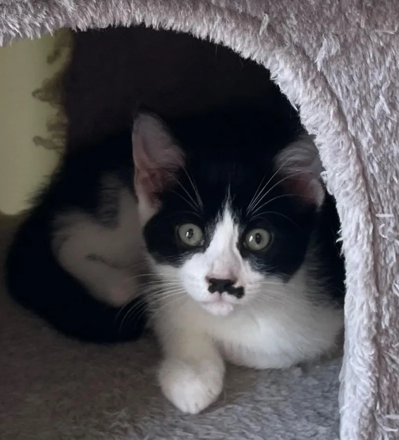 Mickymoustache thumbnail 2