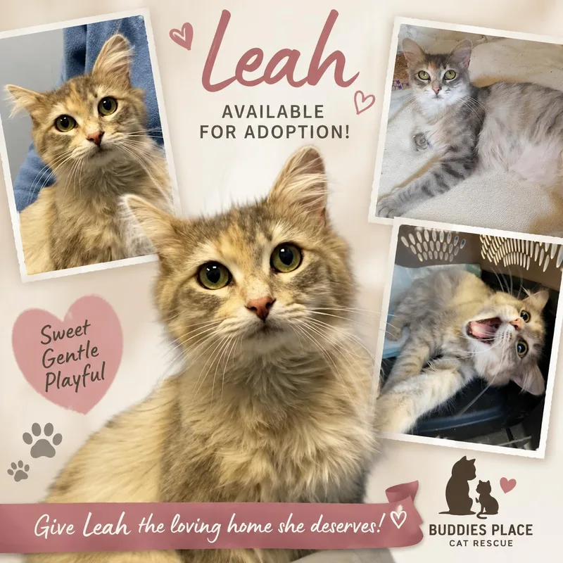 A young medium-sized female Tabby (Gray / Blue / Silver) Domestic Long Hair cat named Leah for adoption in Fort Worth, TX