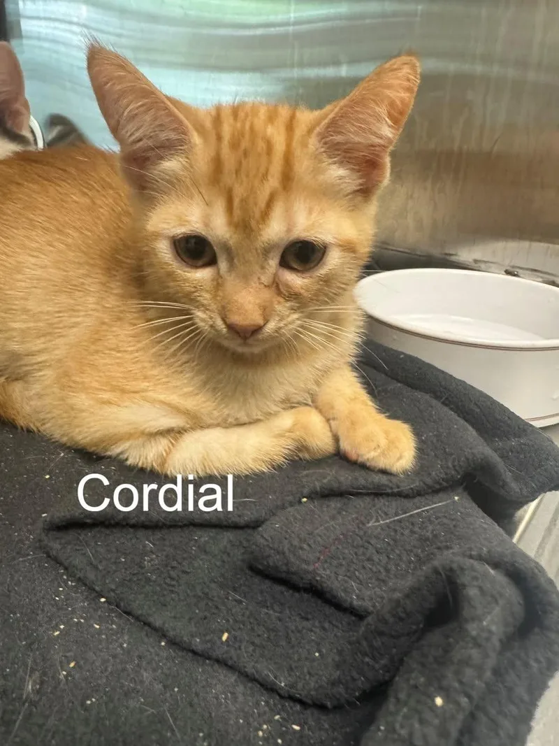 A baby medium-sized female Orange & White Domestic Short Hair cat named Cordial for adoption in Hilton Head Island, SC