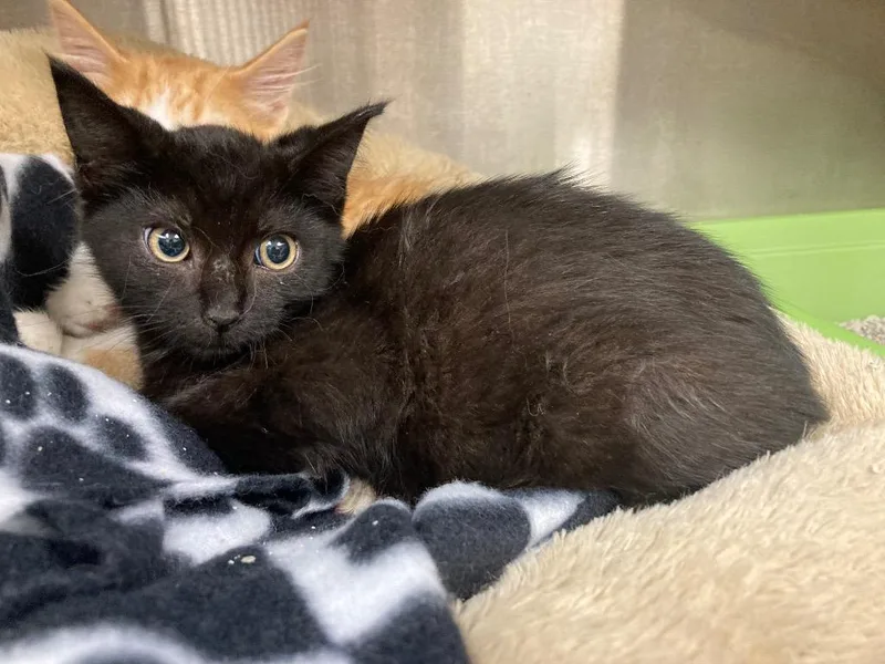 A baby medium-sized female Domestic Short Hair cat named Rhubarb for adoption in Greeneville, TN