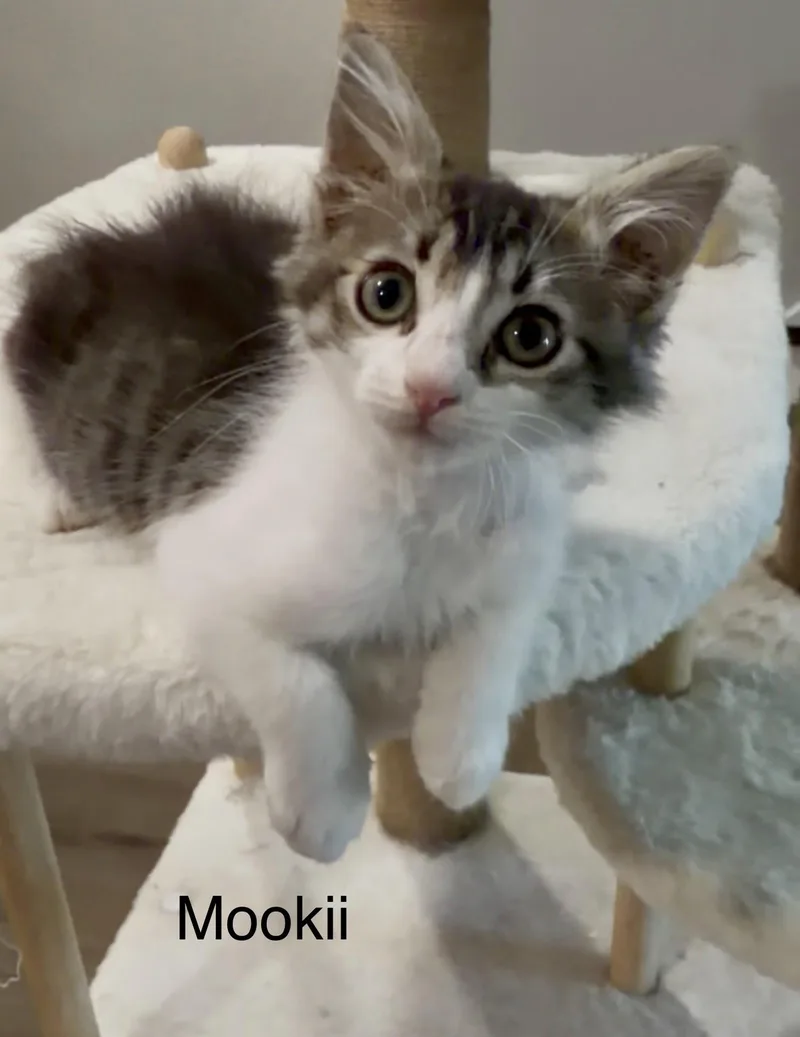 A baby medium-sized male Tabby (Gray / Blue / Silver) Tabby cat named Mookii for adoption in Oakley, CA