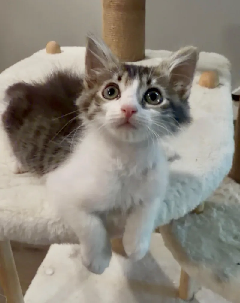 Mookii thumbnail 3