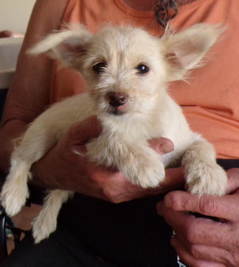A baby small-sized female Yellow / Tan / Blond / Fawn Norwich Terrier dog named Sugar for adoption in Corona, CA