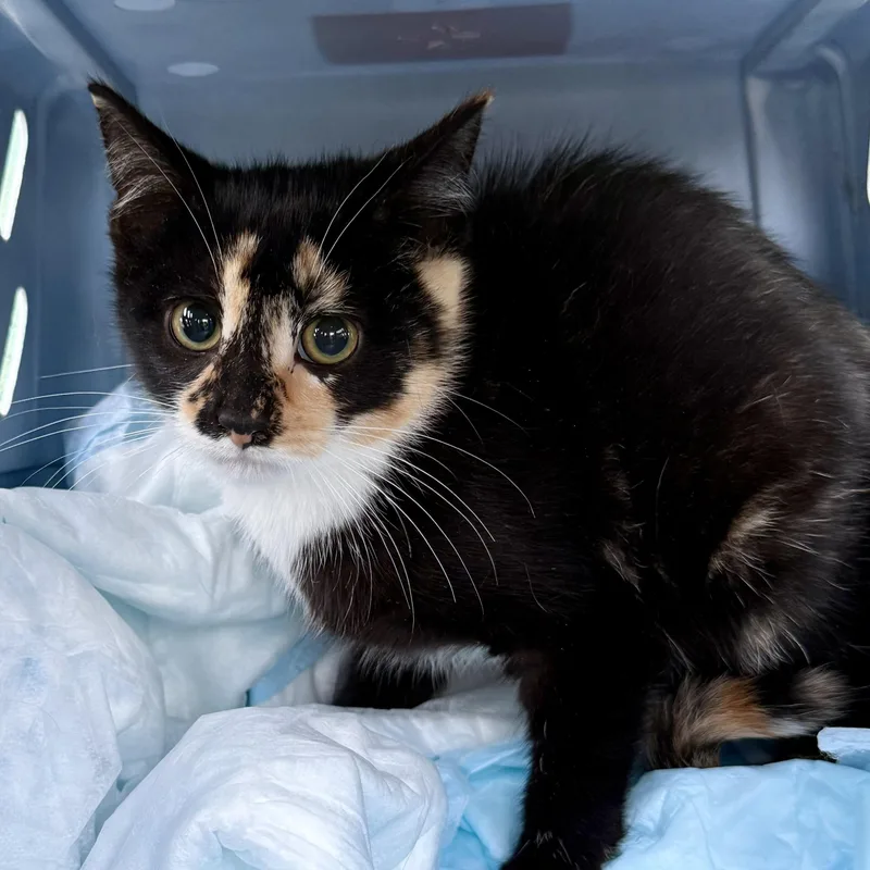A baby small-sized female Calico Domestic Short Hair cat named Juno for adoption in West Mifflin, PA
