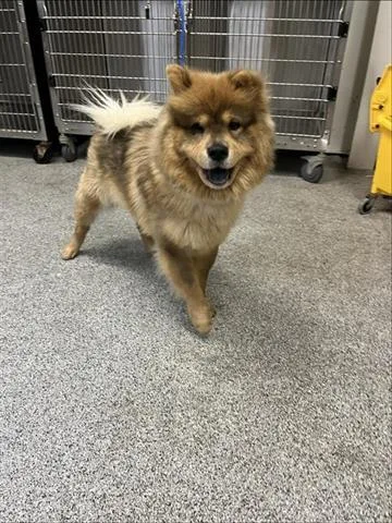 An adult medium-sized female Chow Chow dog named A for adoption in Houston, TX