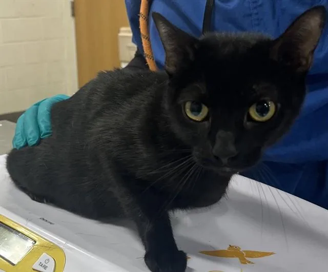 A young small-sized female Domestic Short Hair cat named Sacha for adoption in Upper Marlboro, MD