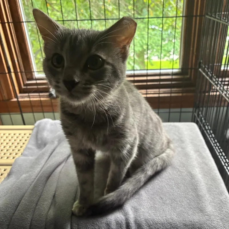 A young small-sized female Gray / Blue / Silver Domestic Short Hair cat named Tigress @PAWZ pet cafe for adoption in Carmel, IN