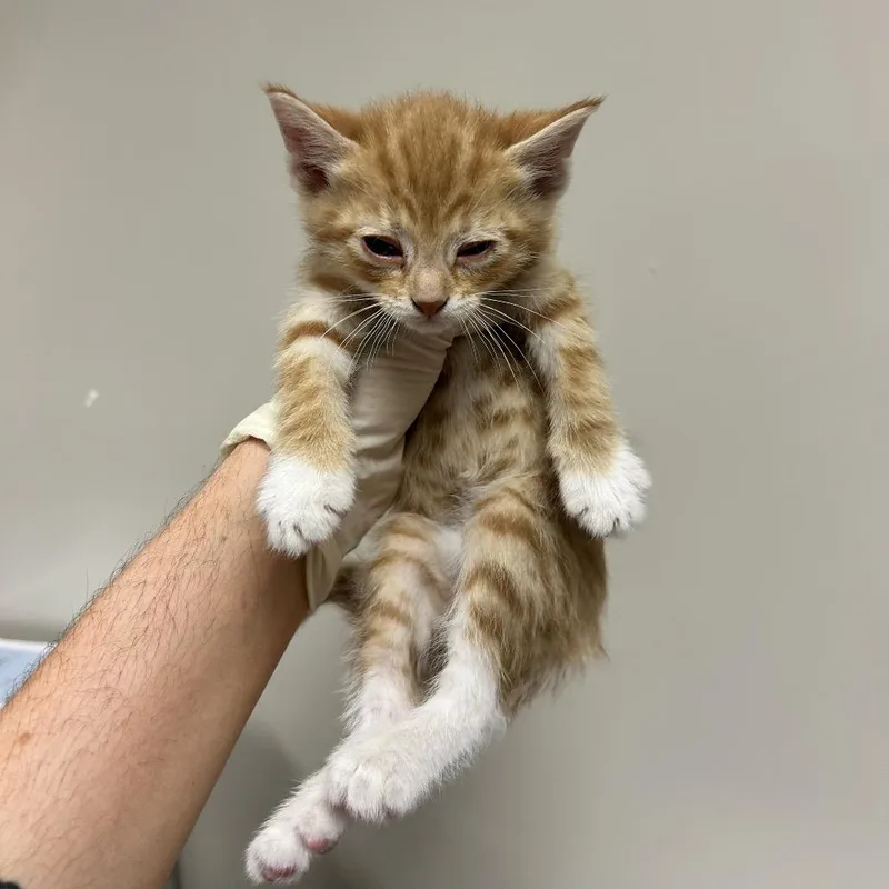 A baby small-sized male Orange / Red Domestic Short Hair cat named Eenie for adoption in Reno, NV