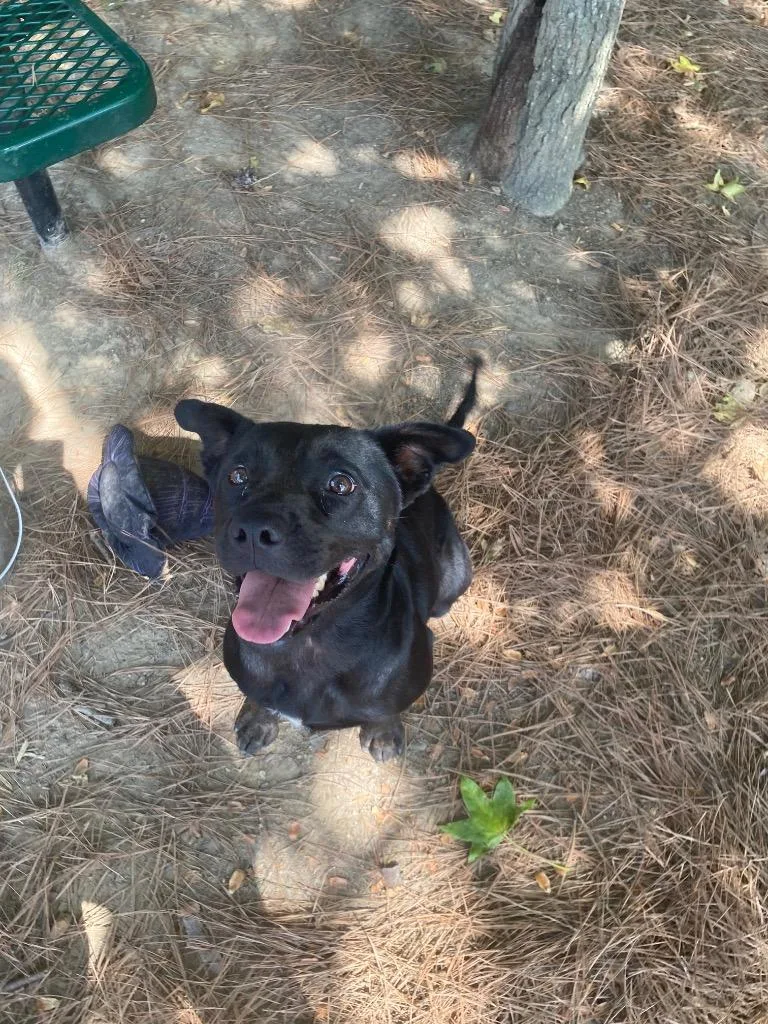 A young medium-sized female Shepherd dog named Mushroom for adoption in Little Rock, AR