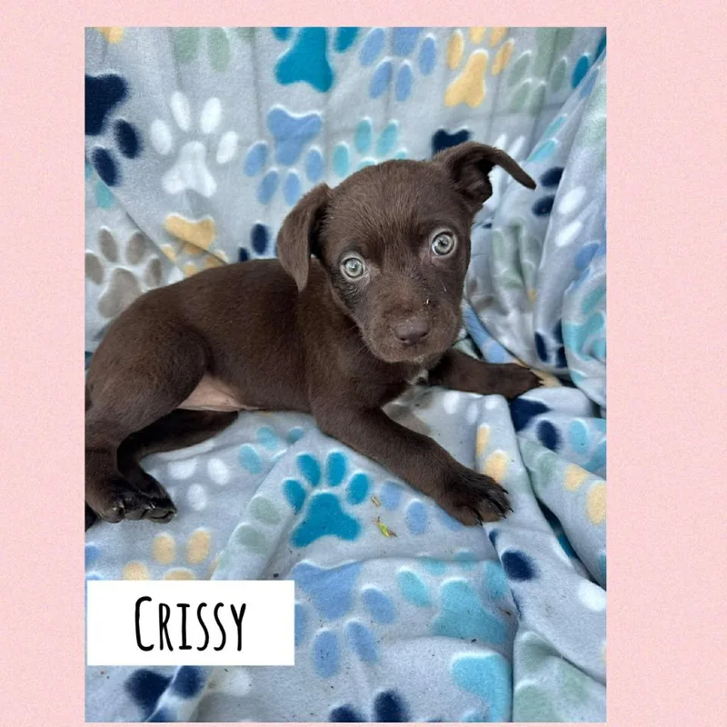 A baby medium-sized female Labrador Retriever dog named Crissy for adoption in Orlando, FL