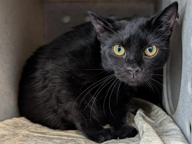 A young small-sized female Domestic Short Hair cat named Nyx for adoption in Powell, OH
