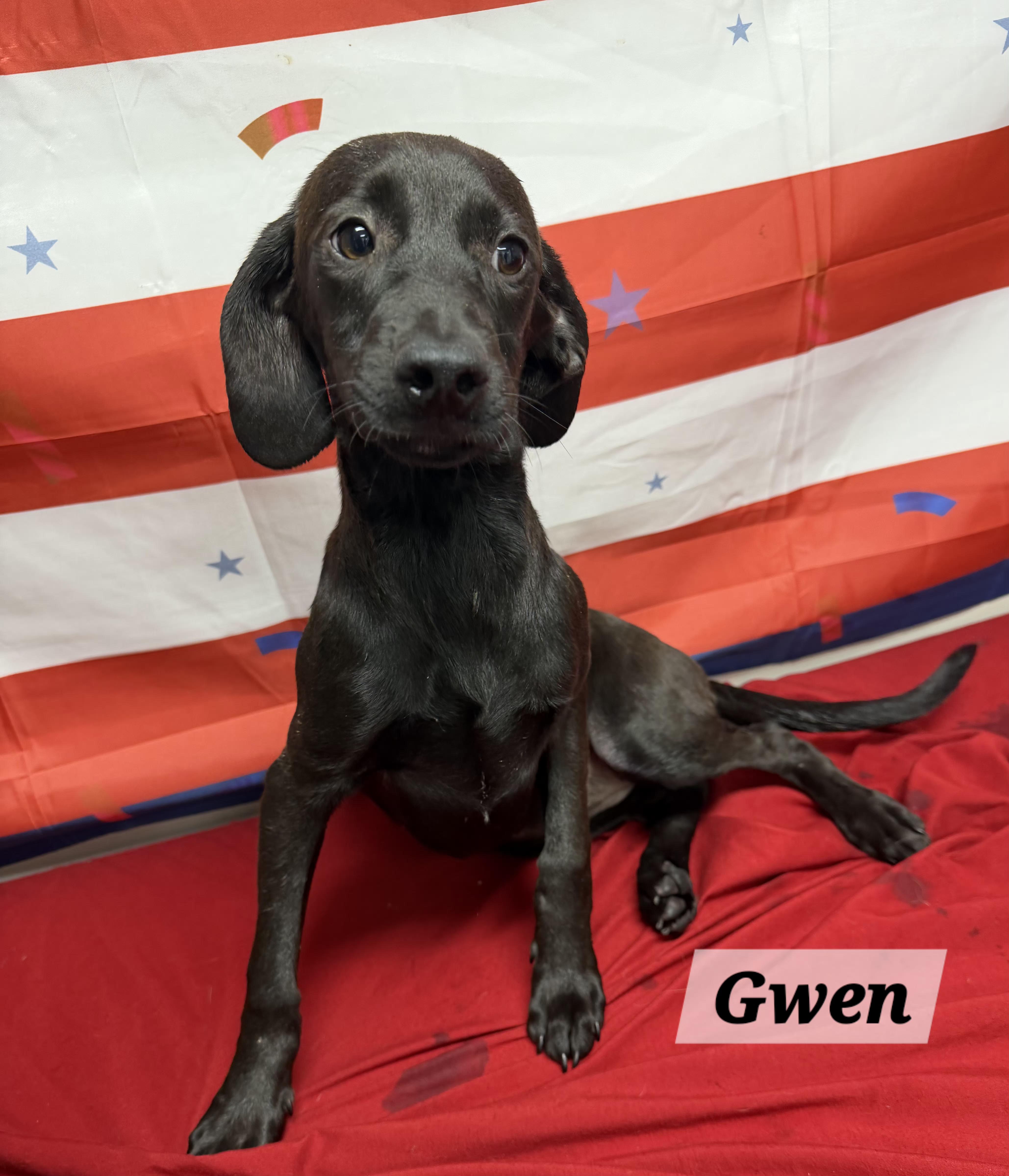 A baby medium-sized female Black Dachshund dog named Gwen for adoption in Urbana, OH