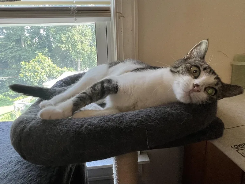 An adult medium-sized female Tabby (Gray / Blue / Silver) Domestic Short Hair cat named Parsnips Pentridge for adoption in Philadelphia, PA