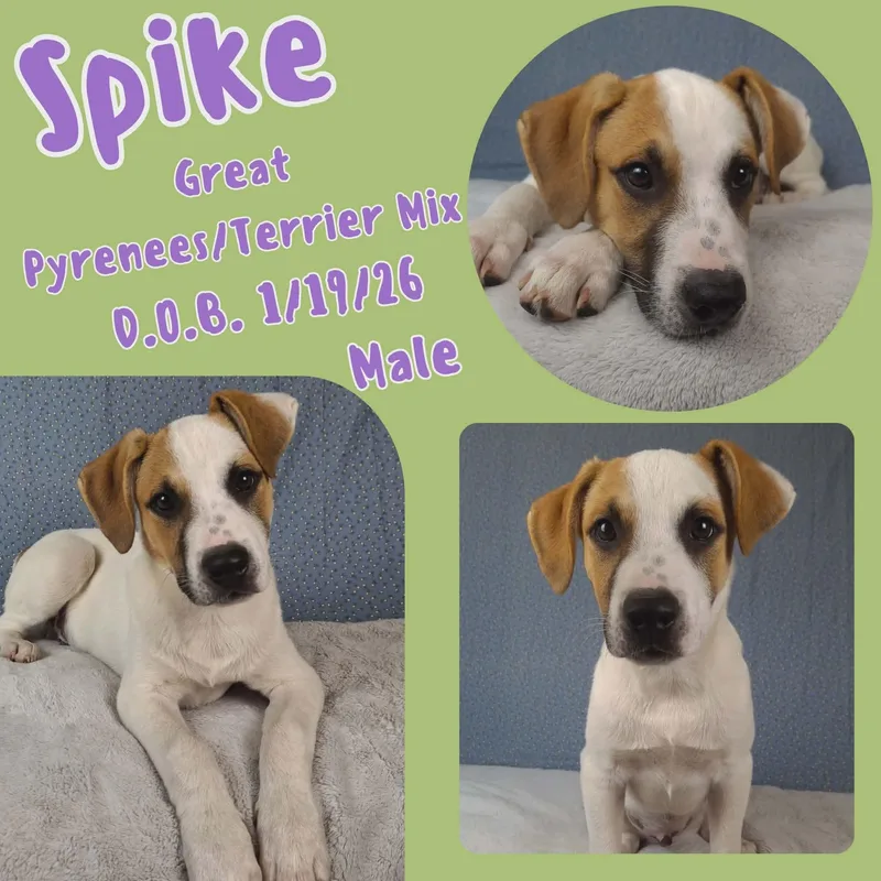 Spike