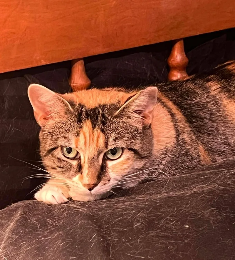 Ms. Kiki thumbnail 2